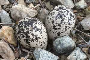 Eggs on Gravel