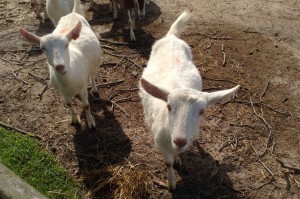 Goats 2 017