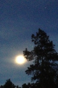 Moonlight pine and planet