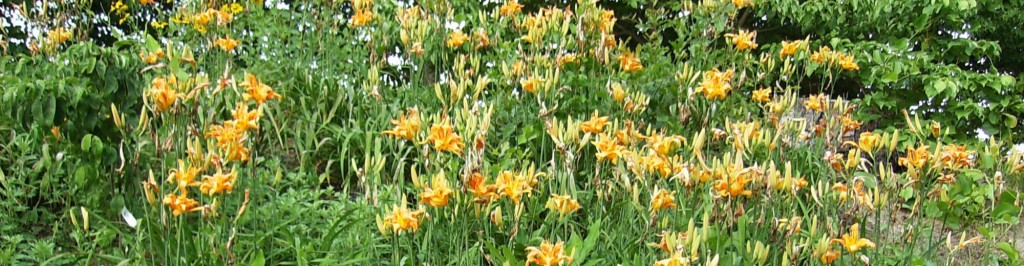 cropped-Lilies-of-the-field-Lrg-031.jpg
