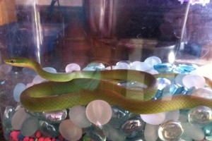 Snake Under Glass