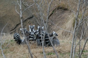 Lemur group