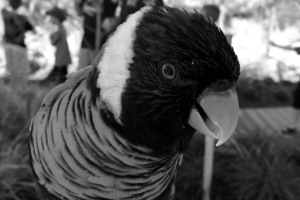 The same beautiful lorikeet as elsewhere on this page, but in black and white. Look at what is lost. (Photo taken at the Lorikeet Landing at the NC Aquarium in Ft Fisher.)