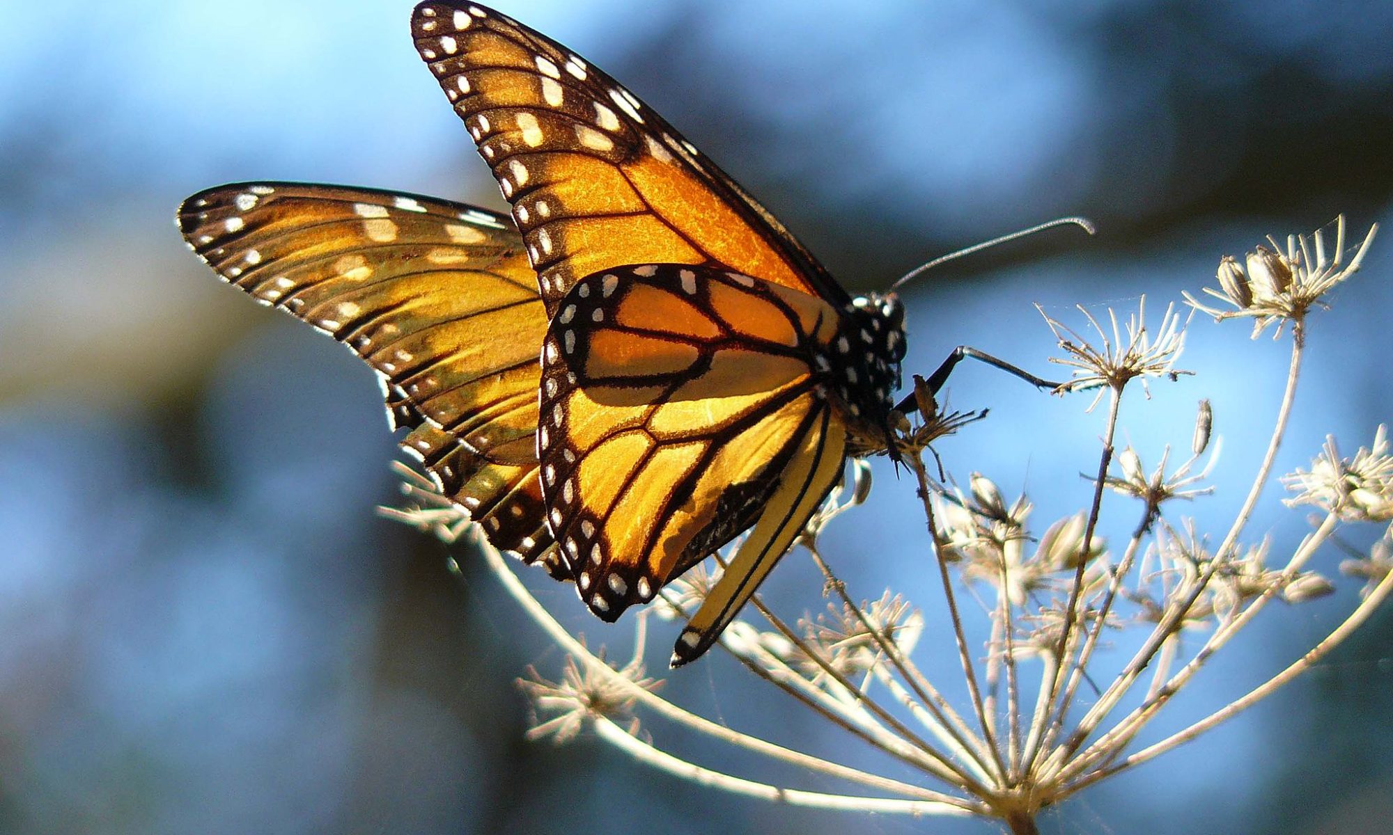 Monarch Butterfly by DocentJoyce, Wikimedia Commons